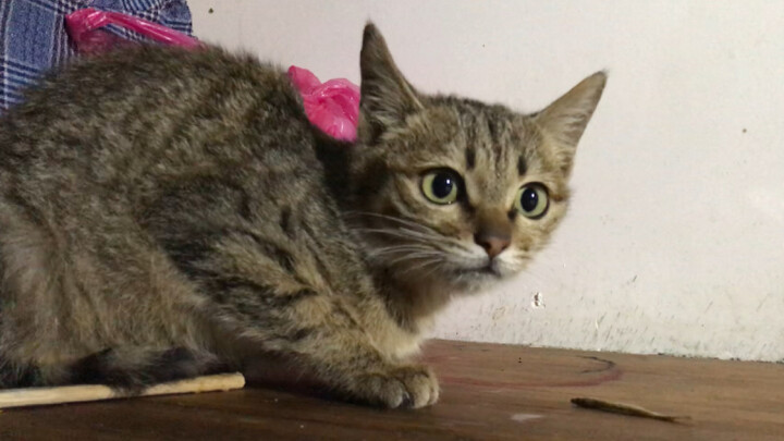 Homemade dried-fish cat teaser—what will the cat do when it sees it?