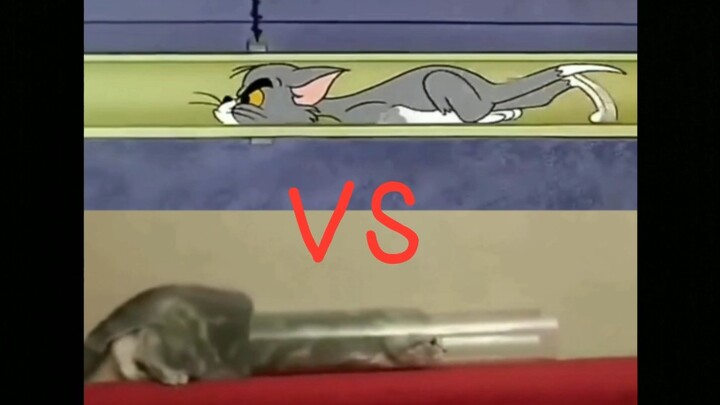 "Tom and Jerry" di Dunia Nyata