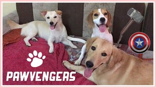 A Day in The Life of Our Dogs (ECQ EDITION) | Golden Retriever, Aspin, & Beagle Philippines