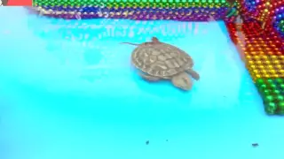 Little Turtle Goldfish Castle Amusement Park Fun Buck Ball Toy