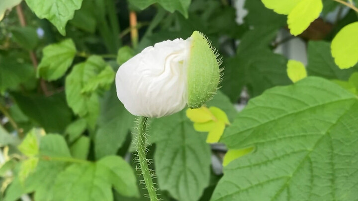 โชคดีได้ถ่ายภาพช่วงเวลาที่ดอกป๊อปปี้บานพอดี การได้พบเจอดอกไม้เบ่งบานโดยบังเอิญนี่ช่างนำพาแต่ความโชคด