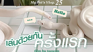 My Pet’s Vlog25 🐍🐍 ซาวครีมโทฟู เล่นด้วยกันครั้งแรก! / จะวุ่นวายแค่ไหน😅 cornsnake & ballpython