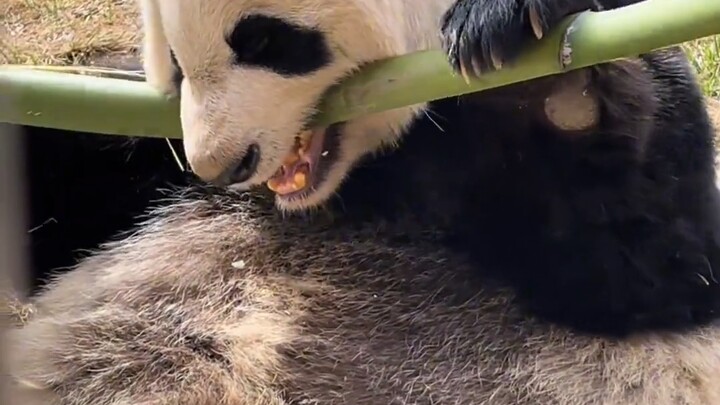 【Qixi adalah Meow】Kreator sedang menjelajah, selamat menyaksikan, dukung dengan like, komentar, dan 