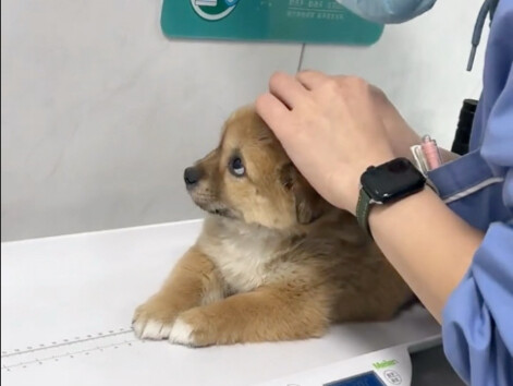 เมื่อลูกสุนัขไปพบแพทย์ครั้งแรก