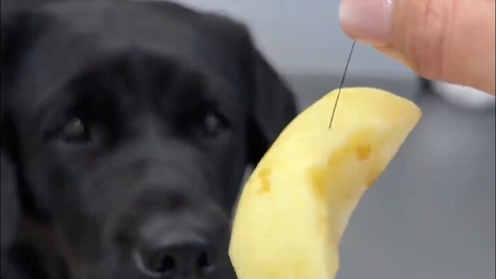 Ngoại trừ tính cách hiền lành thì chỗ nào cũng bạo lực.