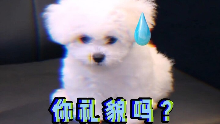 Bù Bù thích bao tải màu gì nhỉ