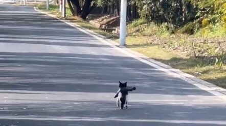 เจ้าแมวน้อย วิ่งเร็วขนาดนั้นทำไมกัน?