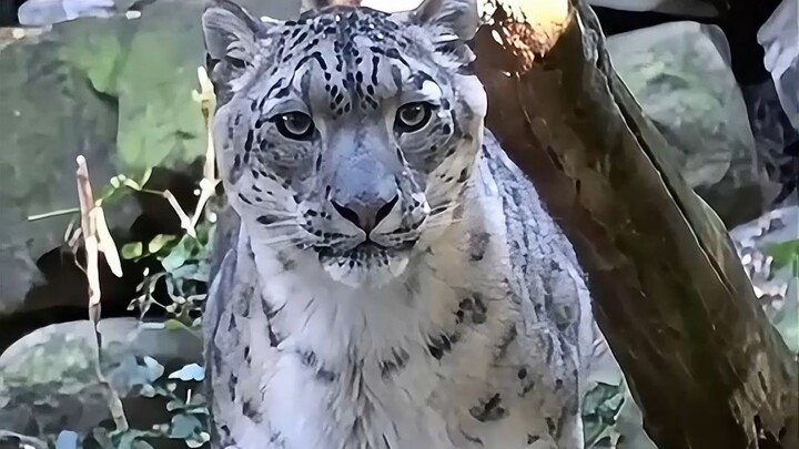 “Tingkat fobia sosial tertinggi”: Mengapa macan tutul salju tiba-tiba menggigit orang?