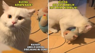 GEMESIN BANGET! Ciki Si Kucing Pintar yang Bisa Disuruh Ambil Boneka Sama Majikannya