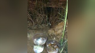 Hôm nào cũng mang cơm ra để trước cửa hang, mong là em Chó ấy sẽ hoà nhập với mình để mình đem về chăm sóc Chó_cưng