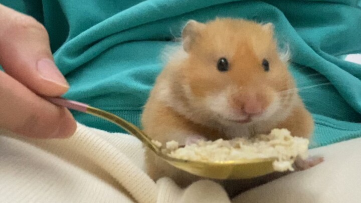 Coba sedikit oatmeal, sekadar mencicipi saja～