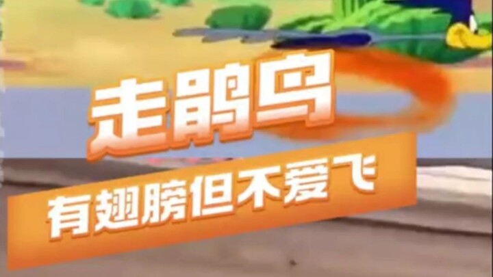 Ai bảo xe 2WD không chạy nhanh bằng 4WD? – Chim Gõ Kiến – Sói Đồng Cỏ – Chim BB và Sói Lòng Vòng – N