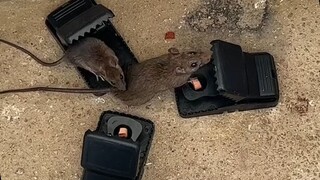 鼠鼠