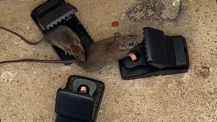 Rat