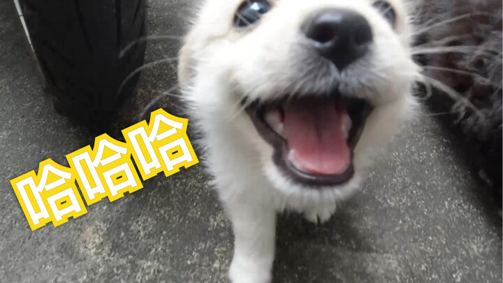 云养狗来了 车站捡狗后续第二集