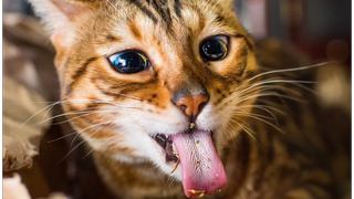 รวมแมวตลกรักแคทนิป