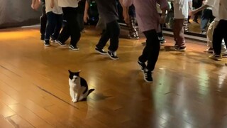 《猫狗迪斯科》