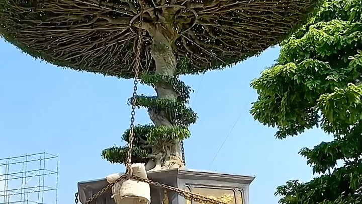 A max-level tree can save you the cost of an entire pavilion.