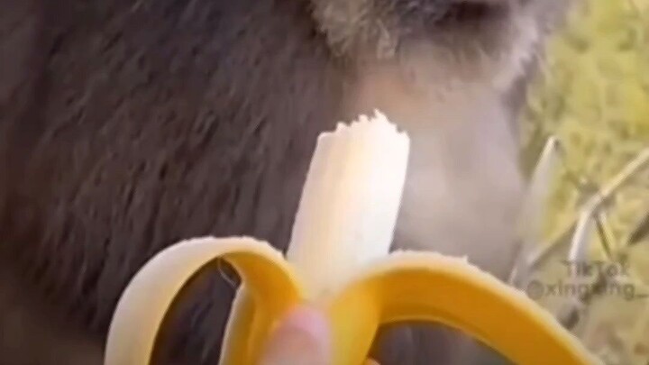 Angry Monkey..funny video lol