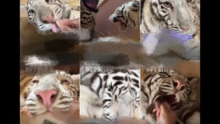 The sequel to Tiger Tiger’s tooth extraction is here!
