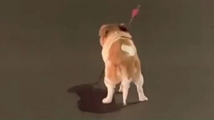 The dog was shot with an arrow and left on the street. A kind-hearted person found it and sent it to