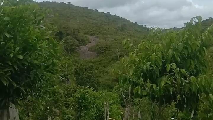 nature