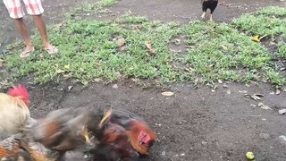 Dom over Possum Sweater VS Melsims Black