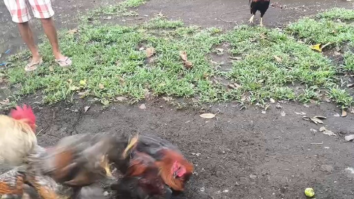 Dom over Possum Sweater VS Melsims Black