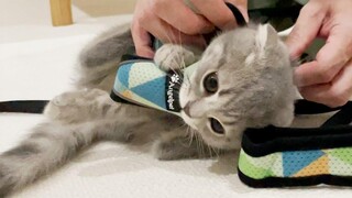 Kitten Lulu I put on a harness but this is a big deal