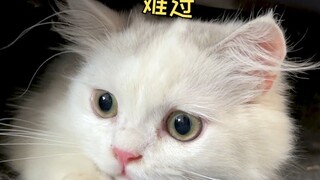 Can you help the kitten?