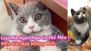 Giải Mã Ngôn Ngữ Cơ Thể Của Mèo - 99% Các Bạn Không Biết