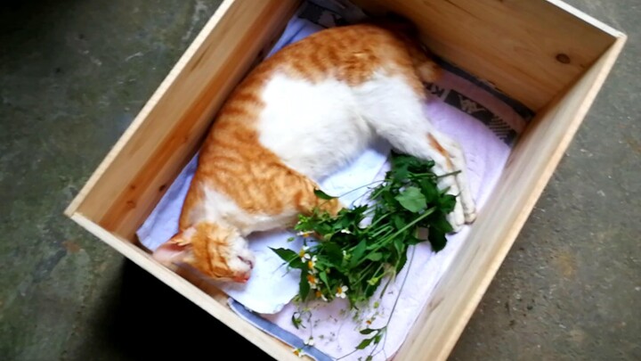 【Menemukan kucing】Catatan hari ke-231, selamat malam, Fanfan!