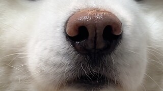 Show everyone a puppy burping