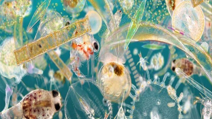 Dunia mikroskopis yang super indah! Setelah menonton, kamu akan terkagum-kagum: Kehidupan itu begitu