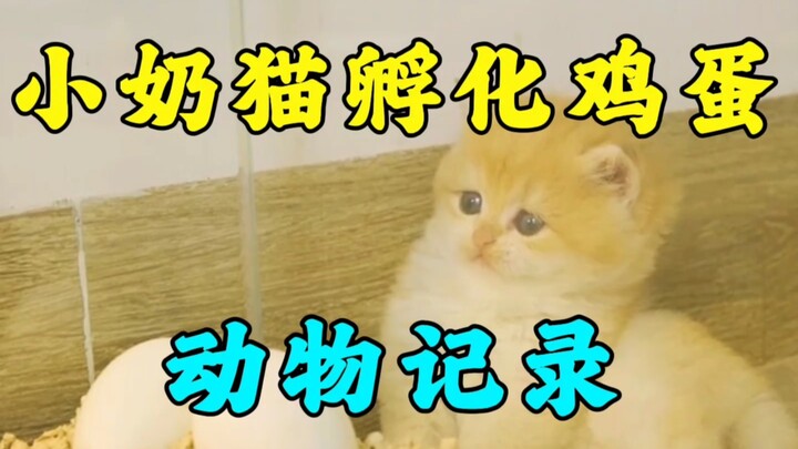 Kucing kecil bisa menetaskan anak ayam? Sungguh lucu!