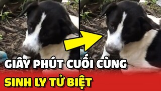 Giây phút SINH LY TỬ BIỆT của CHÚ CHÓ VÀ CẬU CHỦ khiến nhiều người xúc động | Yêu Lu