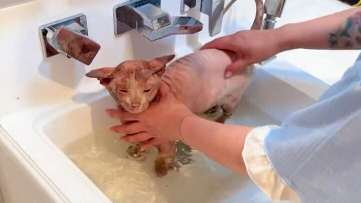 How Dirty Could a Sphynx Be?