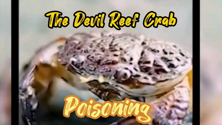 Devil Reef Crab Poisoning