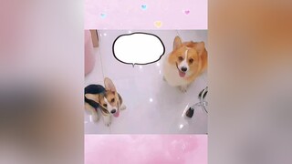 corgi lovely chó chó_cưng