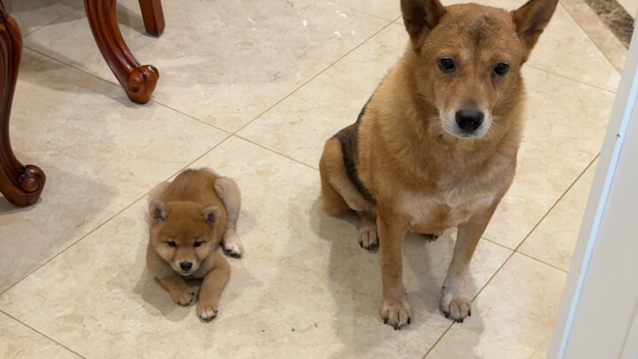 الكلب الصيني الريفي تشوانغتشوان يُدرّس الدورة الثانية من "الكتاب الأخضر" لكلب الشي باي