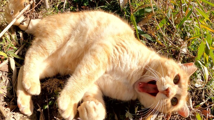 Seekor kucing berwarna krem sangat senang saat dibelai oleh seseorang yang sedang dalam posisi tak s