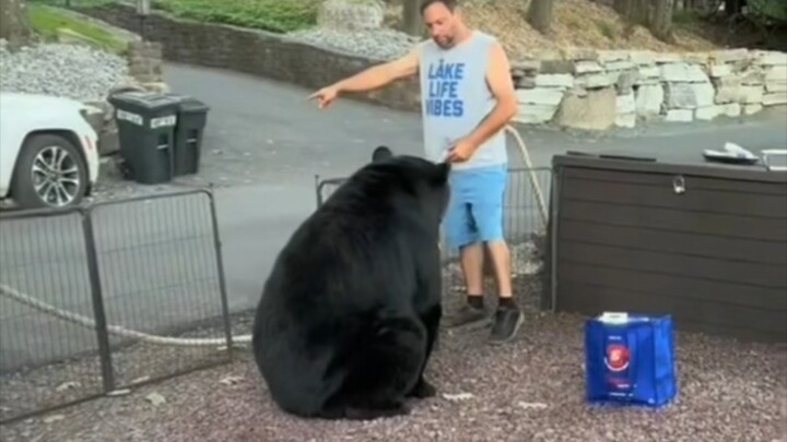 Man tries to reason with a black bear and gets slapped!