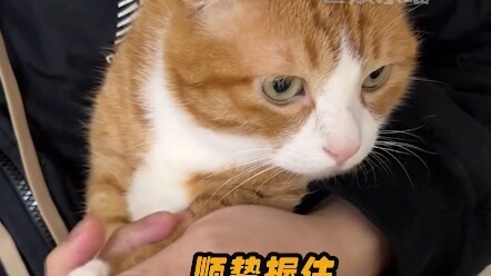 Keheningan si kucing kecil begitu *akkan telinga #lucu