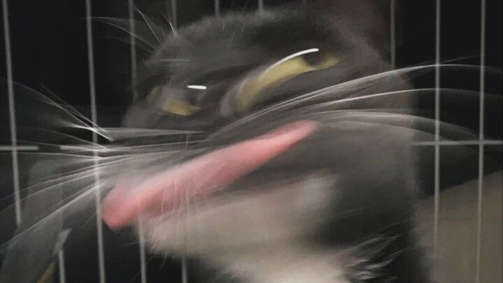 🐱Kẹt! Cửa! Khởi! Động!🐱