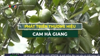 Nông dân Hà Giang làm giàu nhờ mô hình trồng cam sành trên đất đồi