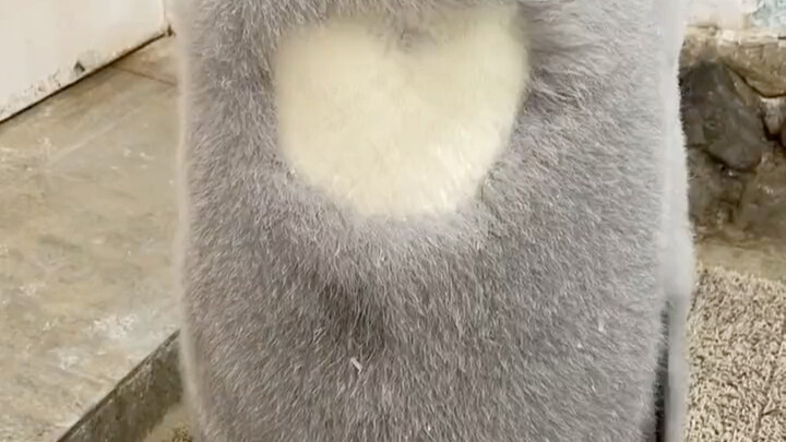 The emperor penguin chick born on October 1 last year has begun to molt.