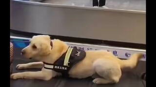 Even a puppy who passes the exam cannot be free from emotions and desires.