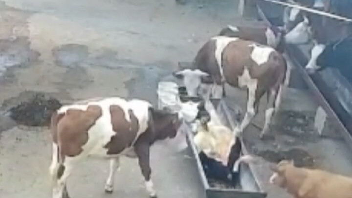 Ngày 12/7, tại Thiết Lĩnh, Liêu Ninh: Một con bò vàng vô tình húc đồng loại rơi xuống máng, gây họa.