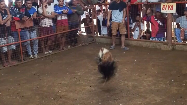 gandang laban  salamat nok