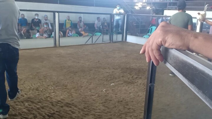 stag vs cock begti cockpit